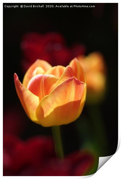 Peach and rose coloured tulip flower. Print by David Birchall