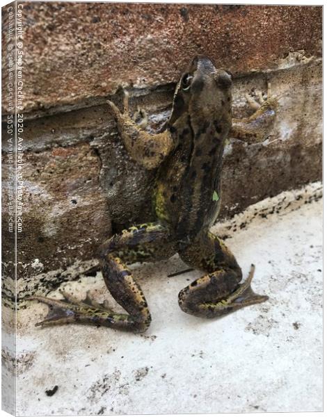 Frog  Canvas Print by Stephen Cocking