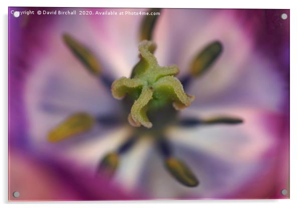 Purple tulip stamen Acrylic by David Birchall
