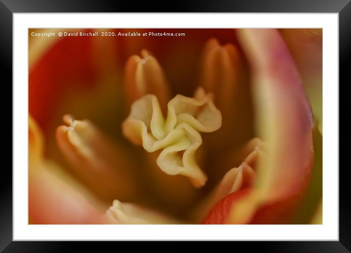 Peach and red tulip stamen. Framed Mounted Print by David Birchall