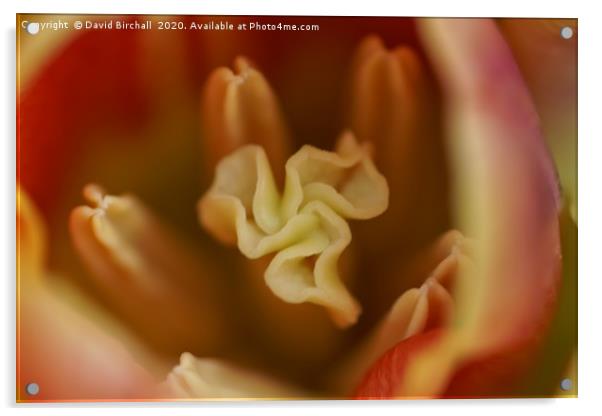 Peach and red tulip stamen. Acrylic by David Birchall
