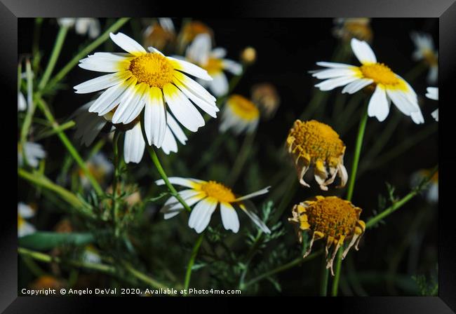 Field of Daisies scene Framed Print by Angelo DeVal