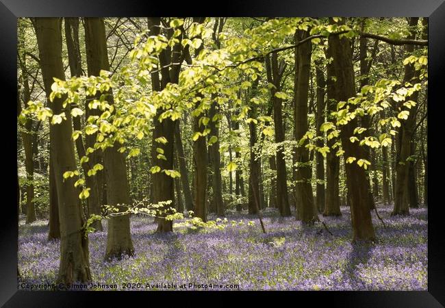 Bluebell Wood Framed Print by Simon Johnson
