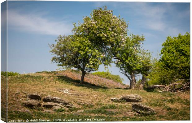 Trees on Top of the Hillfort Canvas Print by Heidi Stewart
