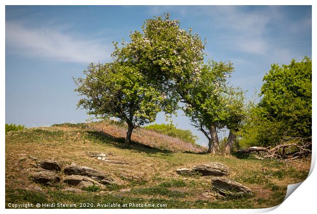 Trees on Top of the Hillfort Print by Heidi Stewart