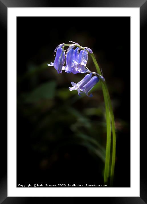 Bluebells in Spring time Framed Mounted Print by Heidi Stewart