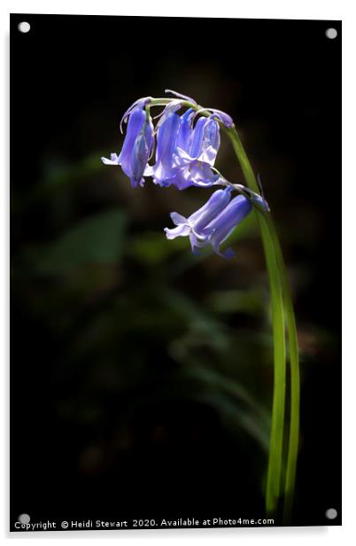 Bluebells in Spring time Acrylic by Heidi Stewart