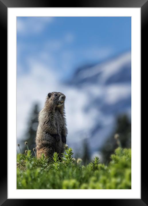 Marmot Checking Out His Neighborhood at Mount Rain Framed Mounted Print by Belinda Greb