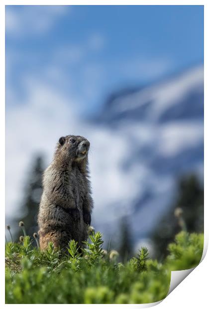 Marmot Checking Out His Neighborhood at Mount Rain Print by Belinda Greb
