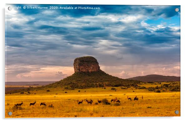 Entabeni Wildlife Reserve Acrylic by Gilbert Hurree