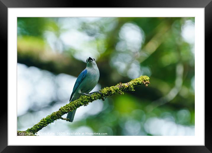 Blue-gray Tanagerin Costa Rica Framed Mounted Print by Chris Rabe
