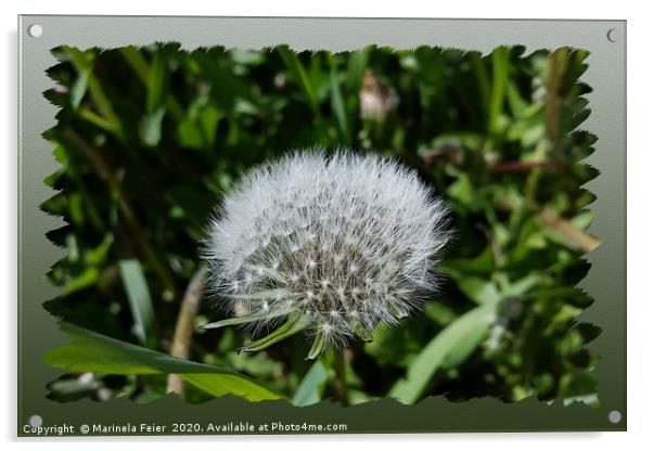 Dandelion in the grass Acrylic by Marinela Feier
