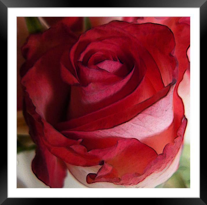soft red rose Framed Mounted Print by Heather Newton