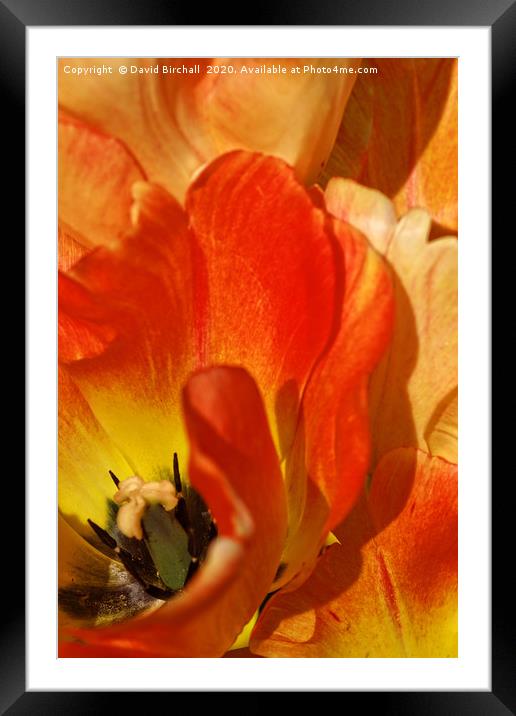 Red and peach tulip flower close-up detail. Framed Mounted Print by David Birchall