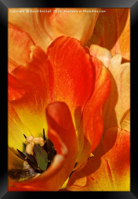 Red and peach tulip flower close-up detail. Framed Print by David Birchall