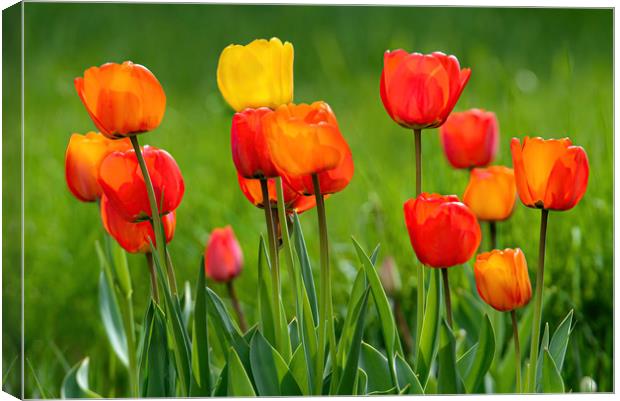 Beautiful colorful tulips Canvas Print by Jordan Jelev