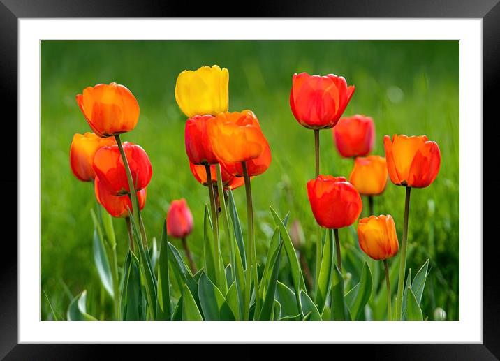 Beautiful colorful tulips Framed Mounted Print by Jordan Jelev