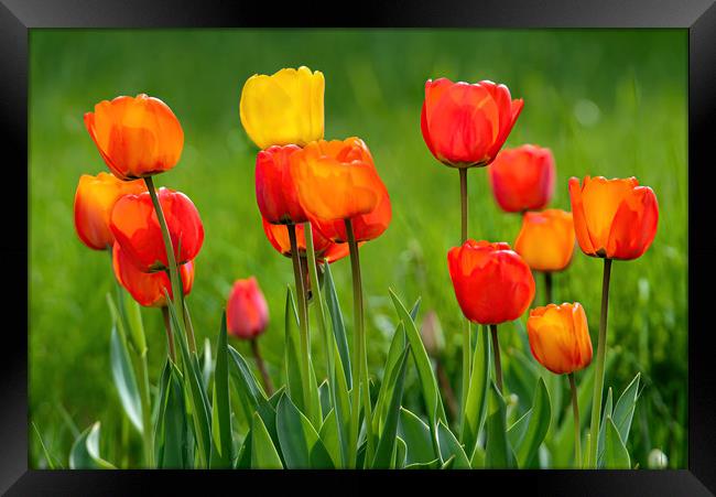 Beautiful colorful tulips Framed Print by Jordan Jelev