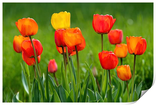 Beautiful colorful tulips Print by Jordan Jelev