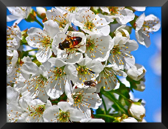 Cherry Blooms with Honey Bee Framed Print by Irina Walker