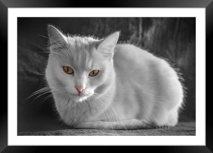 White cat with colorful eyes Framed Mounted Print by Jordan Jelev