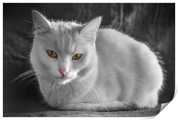 White cat with colorful eyes Print by Jordan Jelev