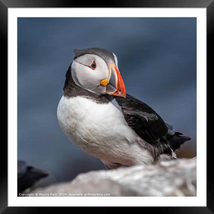 North Atlantic Puffin Framed Mounted Print by Marcia Reay