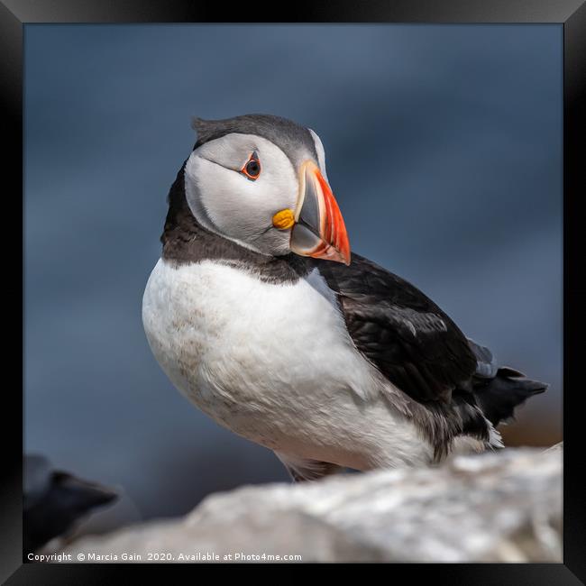 North Atlantic Puffin Framed Print by Marcia Reay