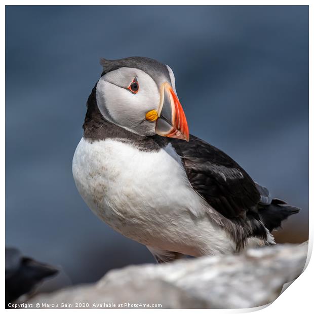 North Atlantic Puffin Print by Marcia Reay