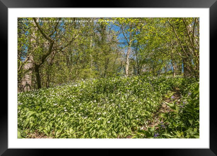 Spring Cheer - Bluebells and Wild Garlic (1) Framed Mounted Print by Richard Laidler