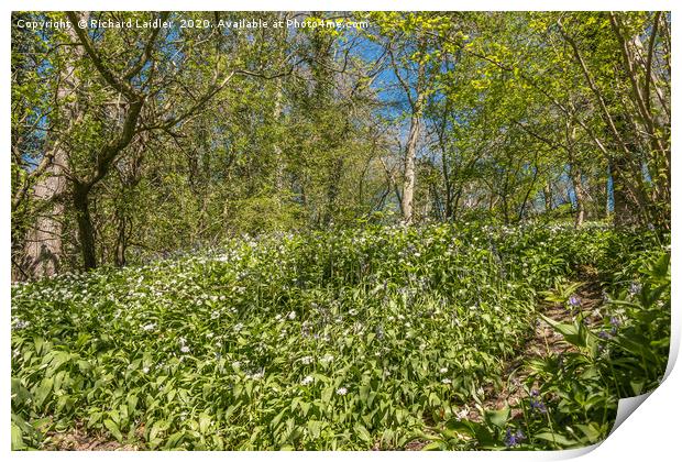 Spring Cheer - Bluebells and Wild Garlic (1) Print by Richard Laidler