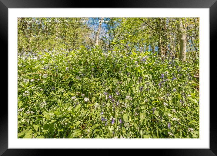 Spring Cheer - Bluebells and Wild Garlic (2) Framed Mounted Print by Richard Laidler