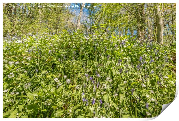 Spring Cheer - Bluebells and Wild Garlic (2) Print by Richard Laidler