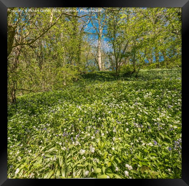 Spring Cheer - Bluebells and Wild Garlic (3) Framed Print by Richard Laidler