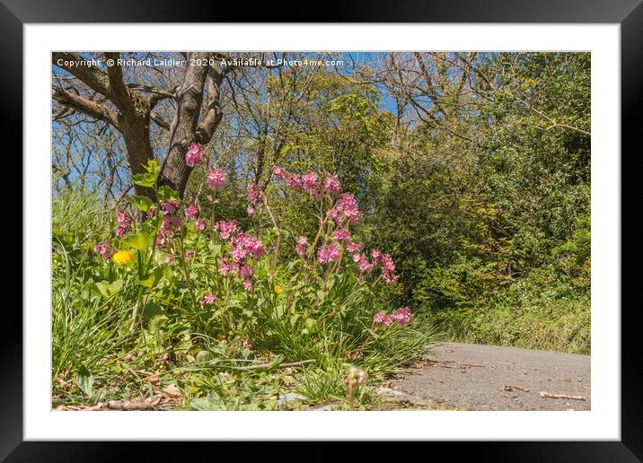 Spring Cheer - Red Campion Framed Mounted Print by Richard Laidler
