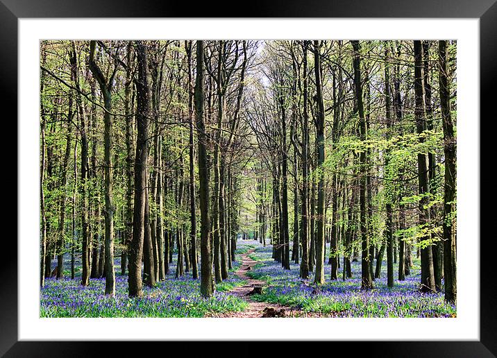 Bluebell Woodland Framed Mounted Print by Ian Jeffrey