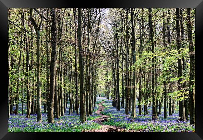 Bluebell Woodland Framed Print by Ian Jeffrey