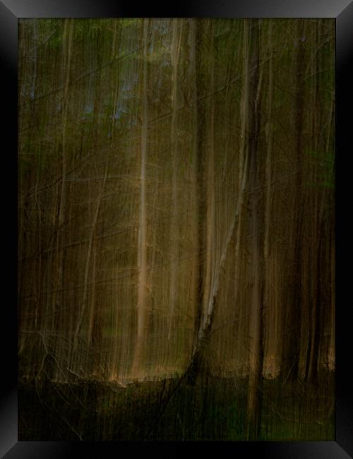 In The Dark Forest Framed Print by Inca Kala
