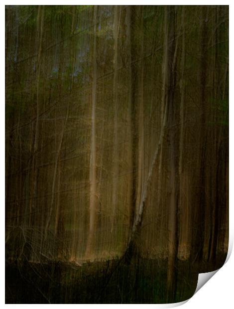 In The Dark Forest Print by Inca Kala