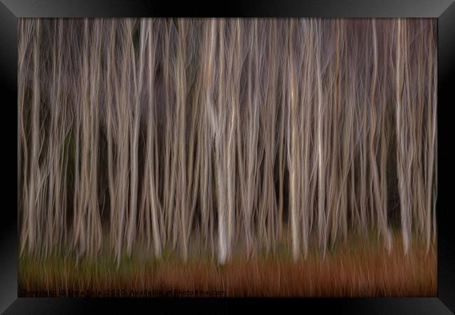 Silver Birch Woodland Framed Print by Inca Kala