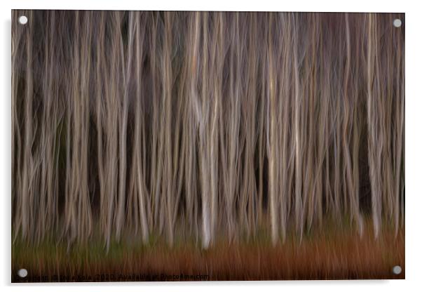 Silver Birch Woodland Acrylic by Inca Kala