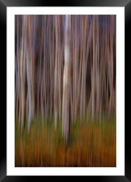 Birchwood Forest Framed Mounted Print by Inca Kala