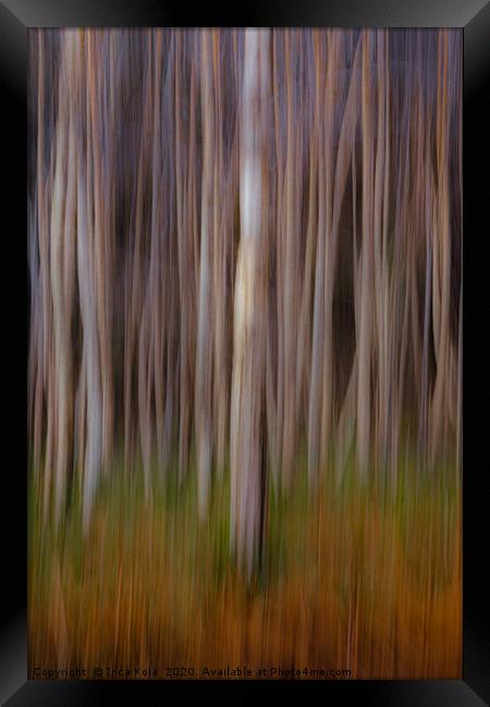 Birchwood Forest Framed Print by Inca Kala