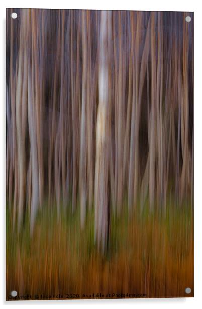 Birchwood Forest Acrylic by Inca Kala