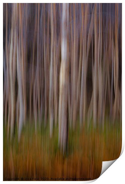 Birchwood Forest Print by Inca Kala