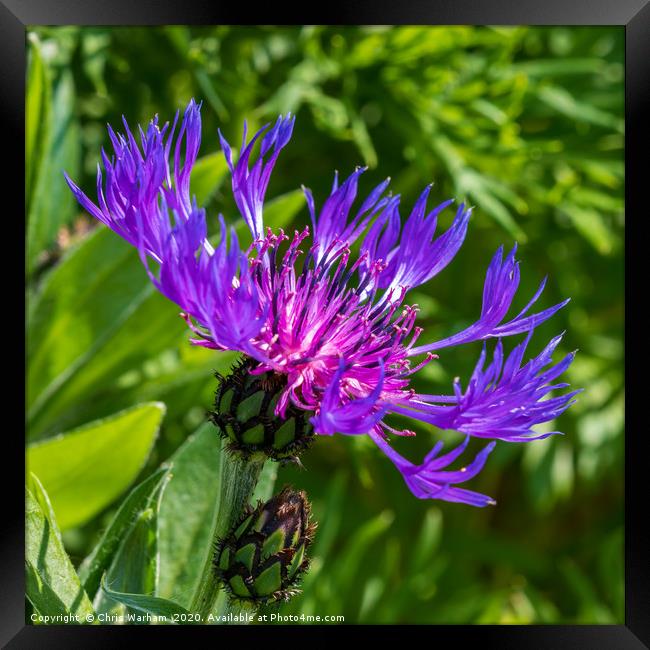Spring flowers - Purple Greater Knapweed Framed Print by Chris Warham