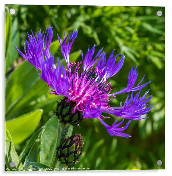 Spring flowers - Purple Greater Knapweed Acrylic by Chris Warham