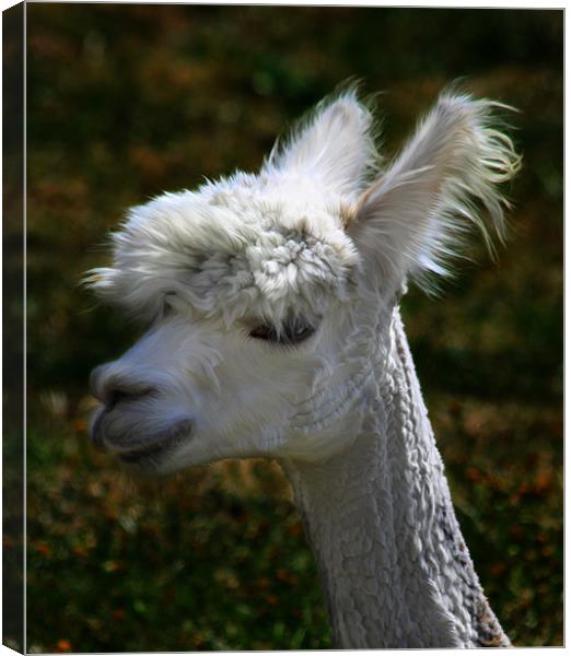 Al Paca  face Canvas Print by David French