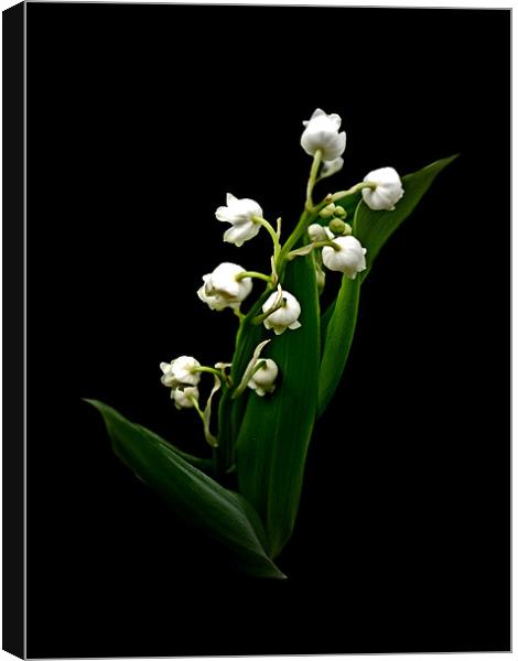 Lily of the Valley Canvas Print by Karen Martin