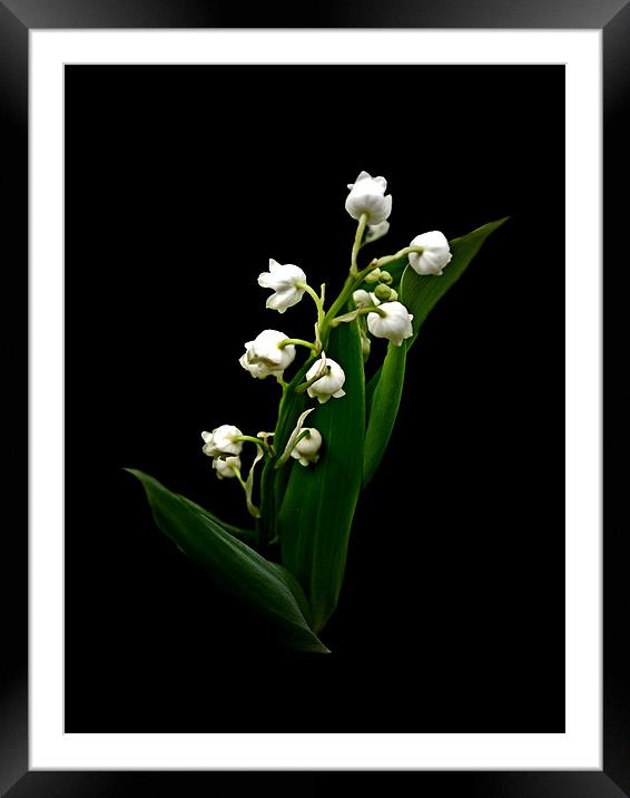 Lily of the Valley Framed Mounted Print by Karen Martin